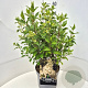 Hydrangea pan. 'Kyushu' 40-50 cm 10L