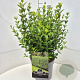 Ligustrum ovalifolium 40-50 cm 10L
