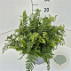 Polystichum set. 'Herrenhausen' 35-40 cm 10L