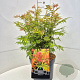 Sorbaria sorbif. 'Sem' 35-40 cm 10L