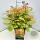 Sorbaria sorbif. 'Sem' 35-40 cm 10L