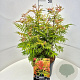 Sorbaria sorbif. 'Sem' 35-40 cm 10L