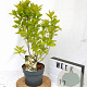 Callicarpa bod. Magical Snow Queen 40-50 cm 3,0L met bes