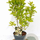 Callicarpa bod. Magical Snow Queen 40-50 cm 3,0L met bes