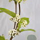 Callicarpa bod. Magical Snow Queen 40-50 cm 3,0L met bes