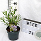 Caryopteris cland. 'Kew Blue' 25-30 cm 3,0L