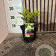 Hydrangea pan. 'Limelight' 15-20 cm 2,0L
