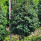 Ilex aquipernyi Dragon Lady 200-225 cm draadkluit stam
