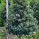 Ilex aquipernyi Dragon Lady 200-225 cm draadkluit stam