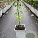 Ilex aquifolium 60-80 cm P15