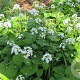 Pachyphragma macrophyllum GM P9