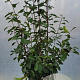 Photinia fraseri 'Red Robin' 125-150 cm 15L