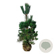 Pinus nigra nigra 150-175 cm draadkluit