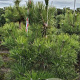 Pinus nigra nigra 150-175 cm draadkluit