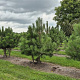 Pinus nigra nigra 175-200 cm draadkluit meerstammig