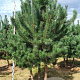 Pinus nigra nigra 200-250 cm draadkluit meerstammig 160-180 cm diameter