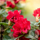 Rhododendron (F) 'Bengal' 25-30 cm 5,0L