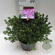 Rhododendron 'Frosthexe' 30 cm 5,0L