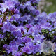 Rhododendron i. 'Arctic Blue' 30 cm 5,0L