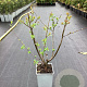 Salix caprea 50-60 cm C1.5