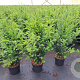 Taxus baccata 80-100 cm 5,0L