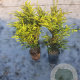 Taxus baccata 80-100 cm 5,0L