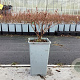 Vaccinium c. 'Bluegold' 20-40 cm C1.5