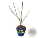Acer Arctic Jade 50-60 cm 5,0L