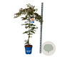 Acer Ice Dragon 125-150 cm 15L