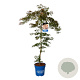 Acer Ice Dragon 125-150 cm 15L