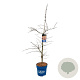 Acer Ice Dragon 125-150 cm 15L