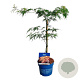 Acer Ice Dragon 40-50 cm 3,0L