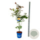 Acer North Wind 125-150 cm 15L