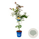 Acer North Wind 125-150 cm 15L