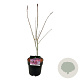 Acer pal. 'Atropurpureum' 50-60 cm 4,5L