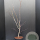 Acer pal. 'Atropurpureum' 80-100 cm 10L