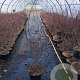 Acer pal. 'Atropurpureum' 80-100 cm 10L