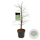 Acer pal. 'Dissectum' 80-100 cm 10L