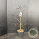 Acer pal. 'Garnet' 80-100 cm 10L
