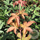 Acer pal. 'Osakazuki' 50-60 cm 5,0L