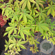 Acer pal. 'Osakazuki' 50-60 cm 5,0L