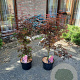Acer pal. 'Skeeter's Broom' 60-80 cm 5,0L