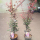 Acer pal. 'Skeeter's Broom' 60-80 cm 5,0L