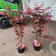 Acer pal. 'Skeeter's Broom' 60-80 cm 5,0L