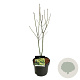 Acer shirasawanum 'Jordan' 50-60 cm 4,5L