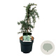 Cedrus deod. 'Feelin' Blue' 30-40 cm 5,0L