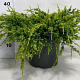 Juniperus squamata 'Holger' 40-50 cm 5,0L
