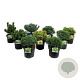 Mixlaag veredelde coniferen exclusief 25-30 cm 5,0L