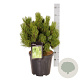 Pinus held. 'Compact Gem' 25-30 cm 4,5L