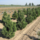 Pinus mugo 'Columnaris' 25-30 cm 4,5L